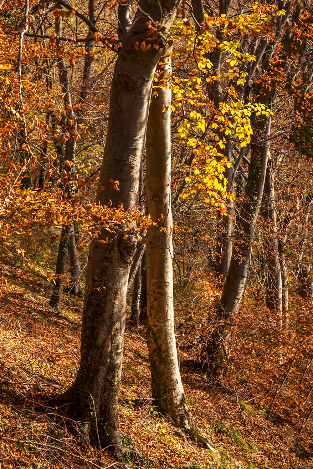 i colori dell'autunno