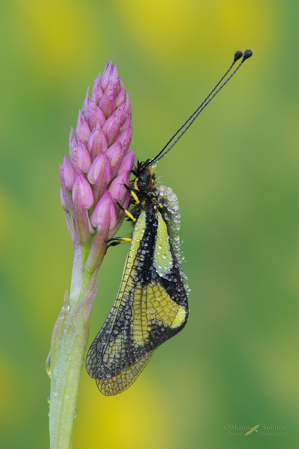 Libelloides-coccajus_DSC3619