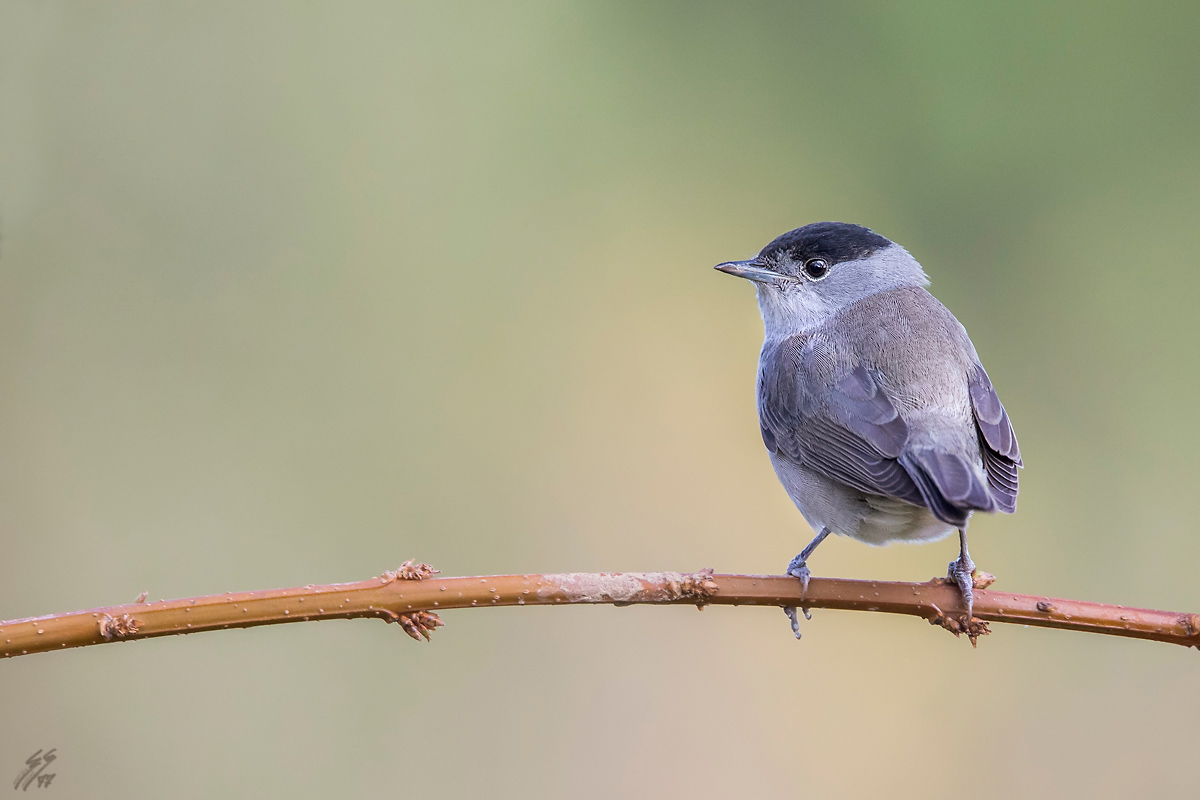 ..capinera maschio..