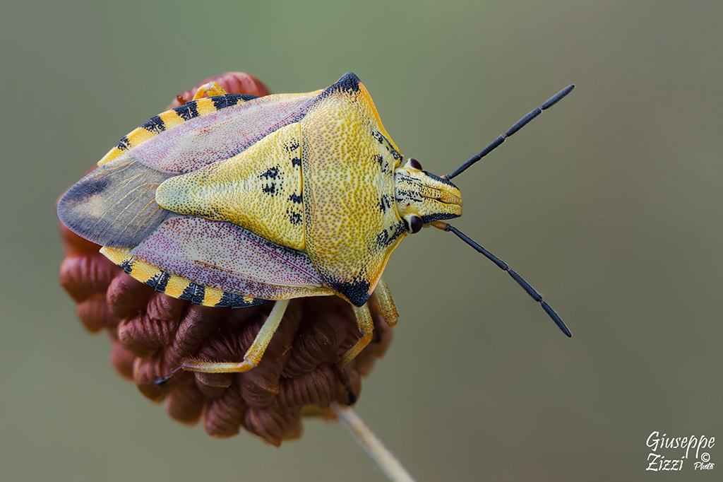 Carpocoris mediterraneus