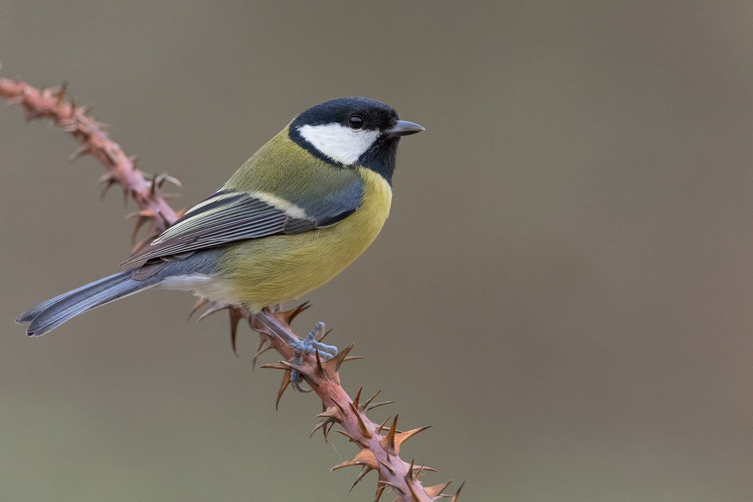 una cincia poco allegra...