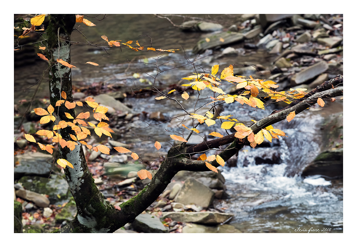 ultime tracce d'autunno