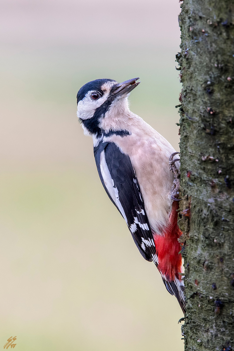 ..picchio rosso maggiore..