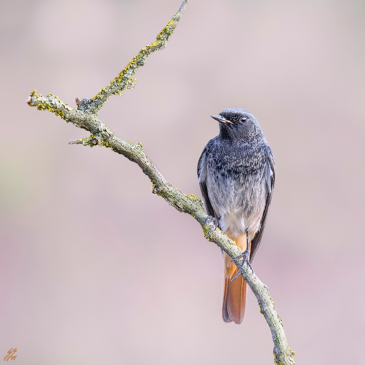 ..codirosso spazzacamino..