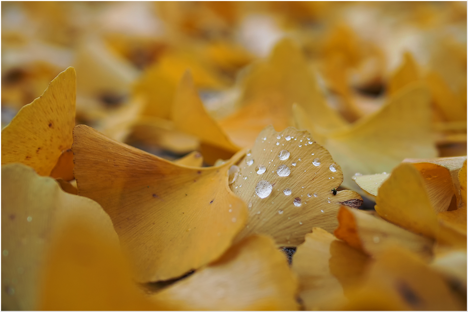 Gocce su giallo d'autunno
