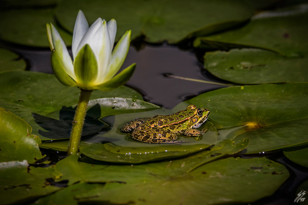 ..la bella e la bestia..