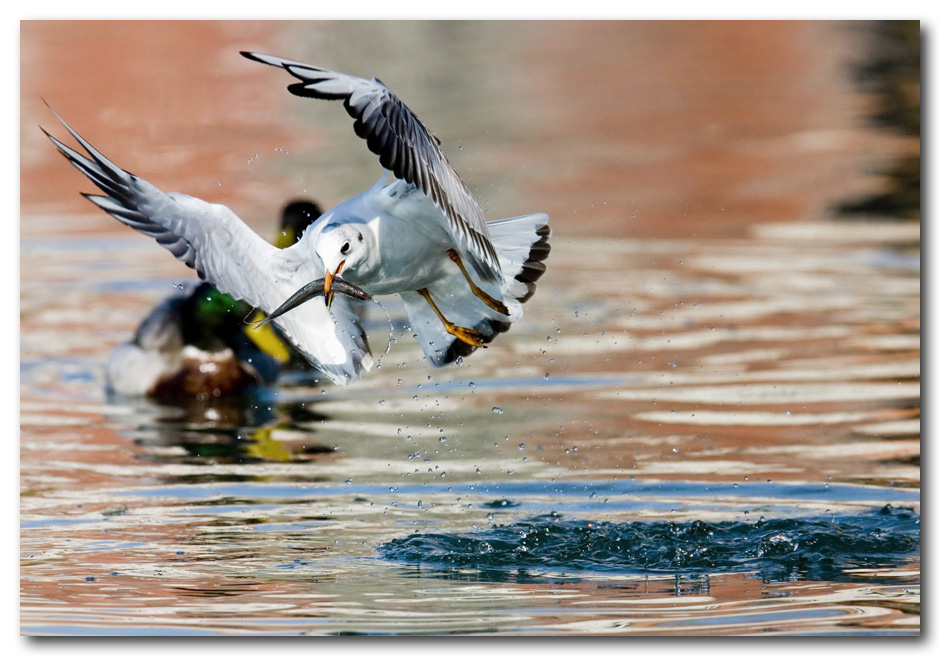 il gabbiano in pesca