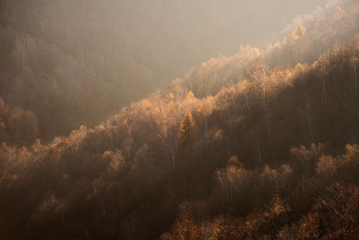 Last light on the trees