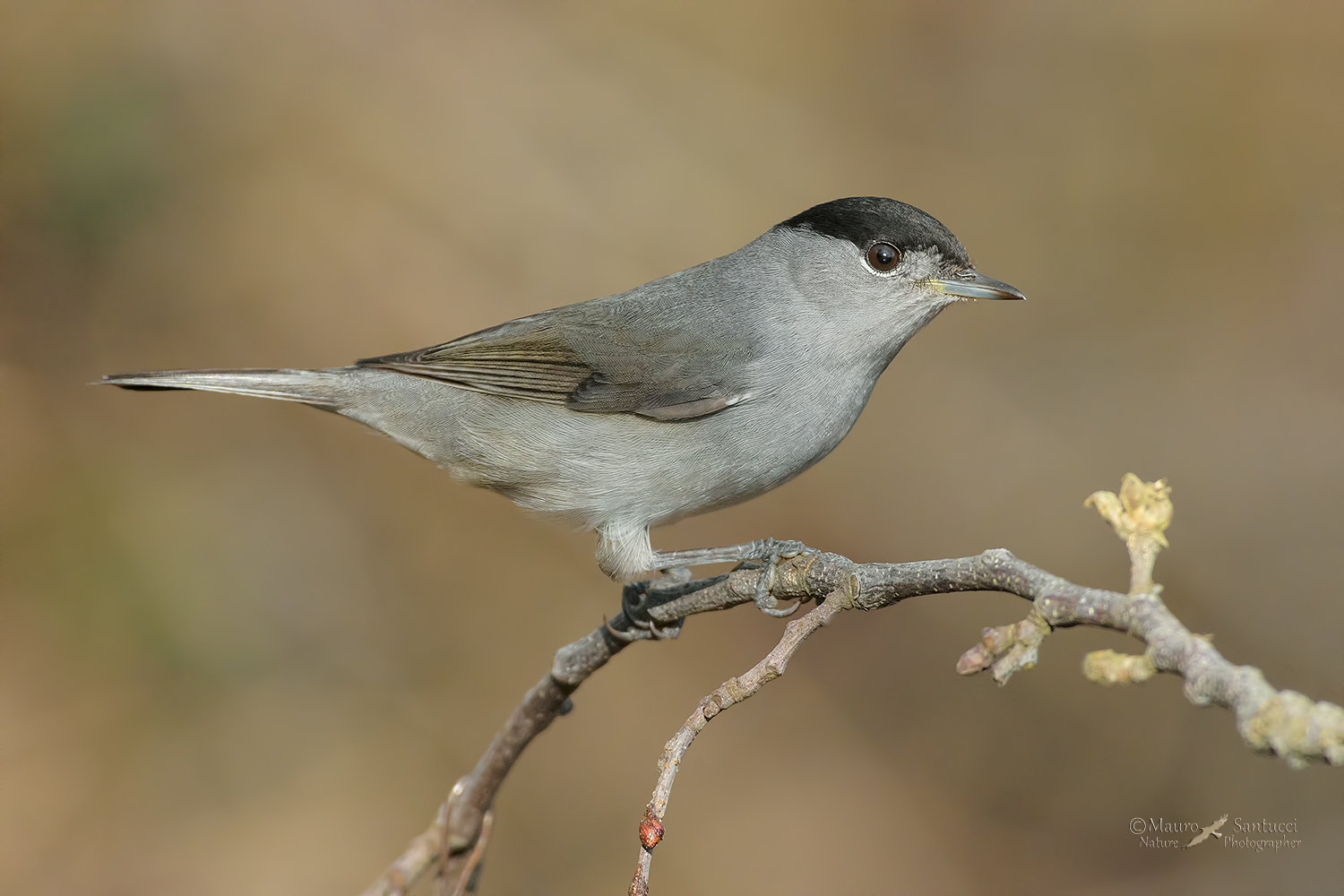 Capinera maschio_DSC7303