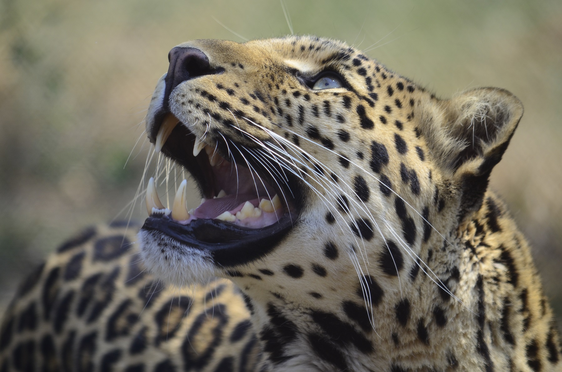 Se ti prendo ti mangio!