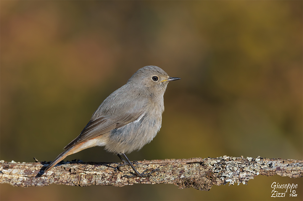 Codirosso spazzacamino
