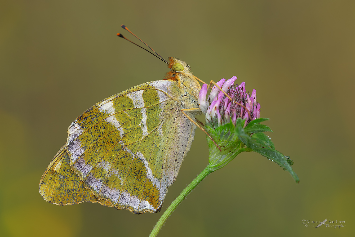 Argynnis-paphia_DSC4476