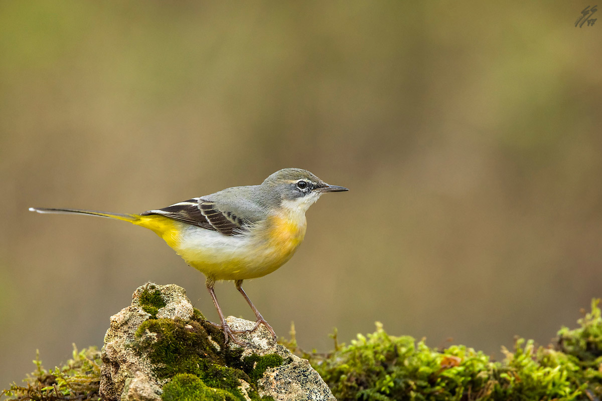 ..ballerina gialla..