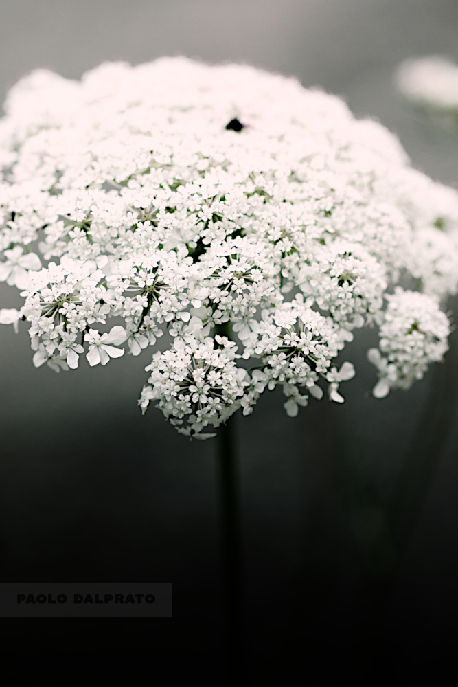 Non faccio foto di fiori