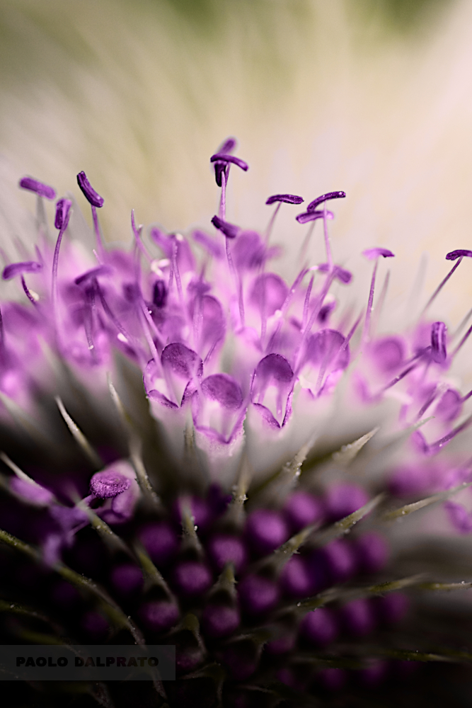 Non faccio foto di fiori