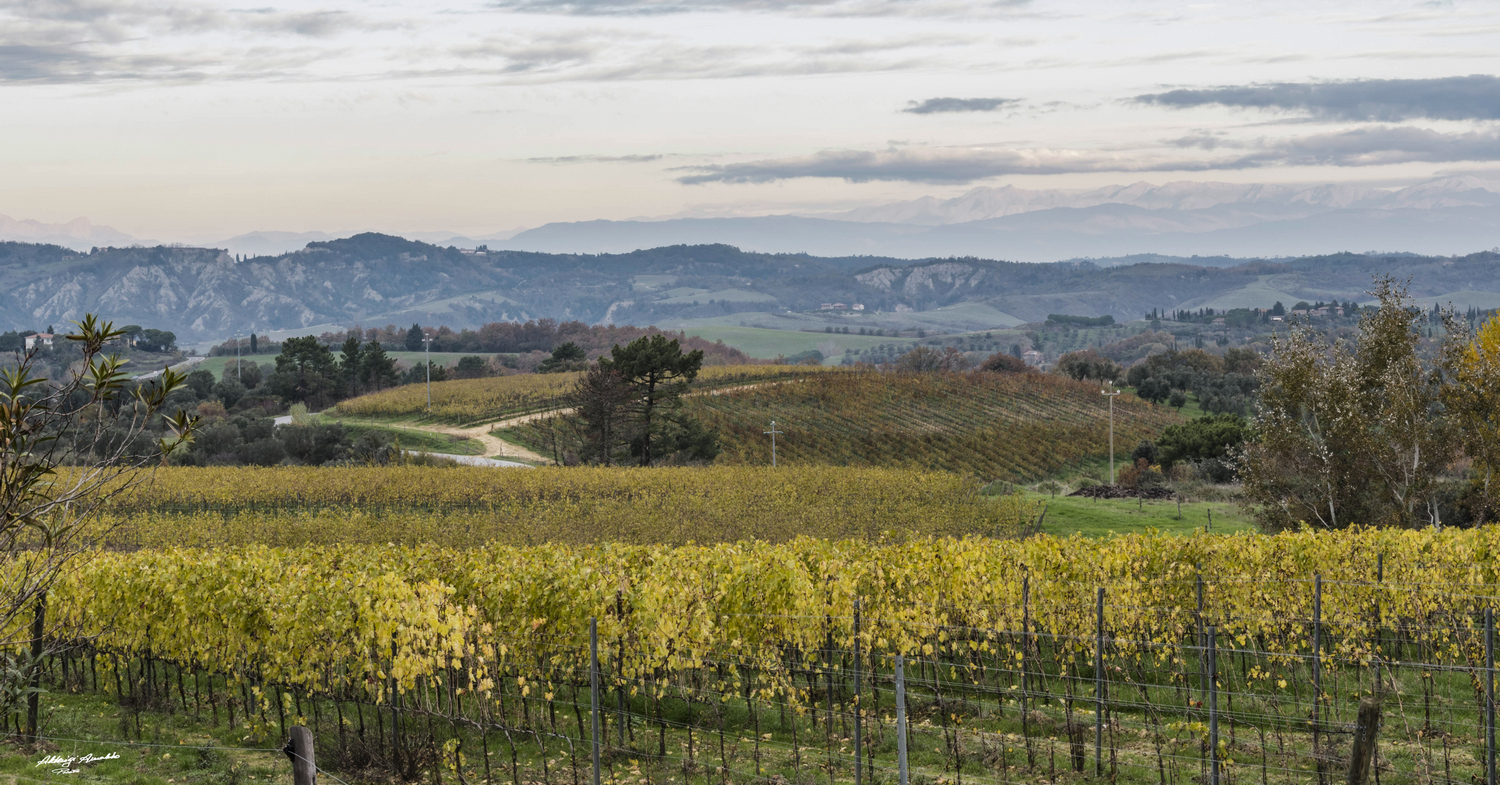 Vigneti...delle colline toscane..