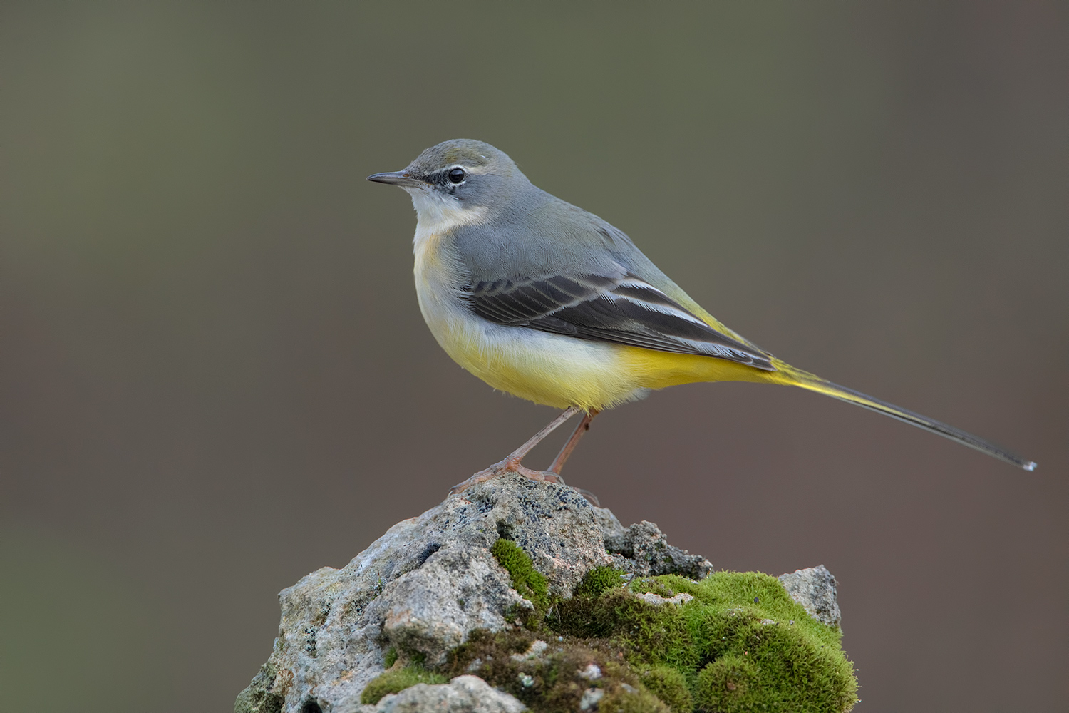 balla balla la ballerina...