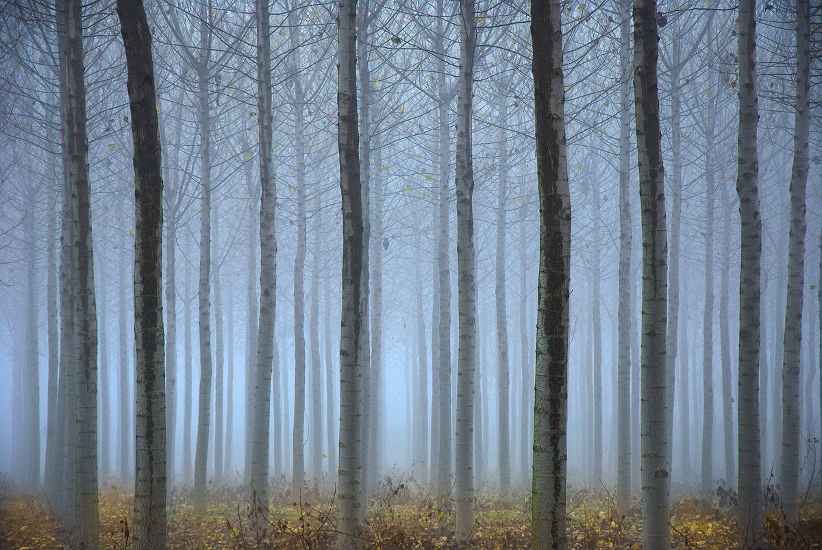 la nebbia nel pioppeto