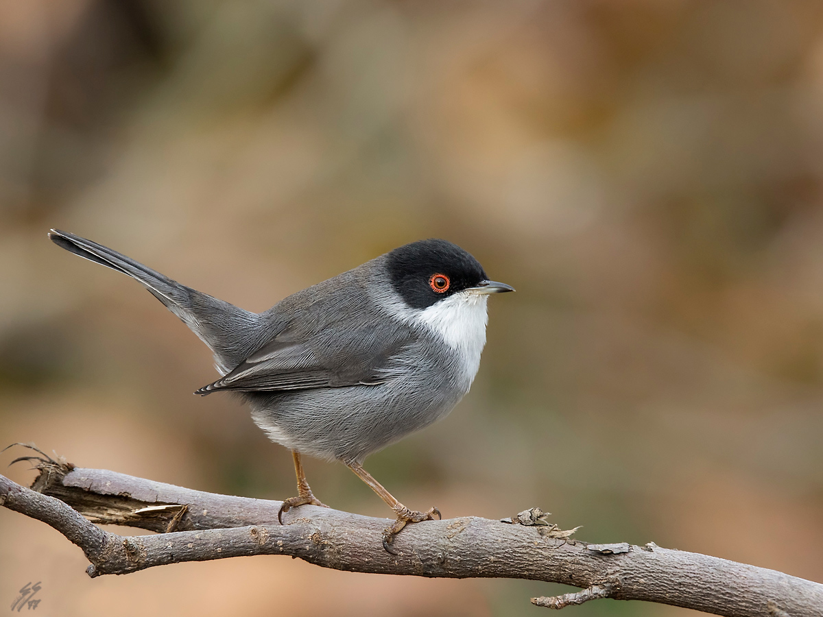 ..occhiocotto maschio..