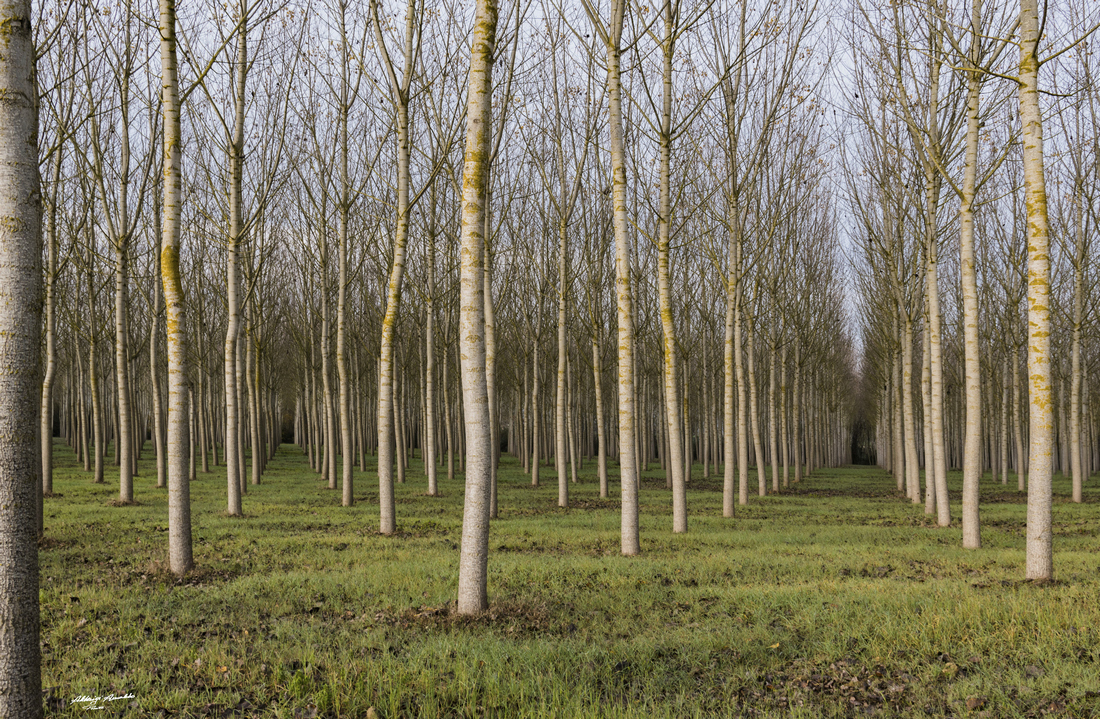 Pioppeta..Buchi Neri....