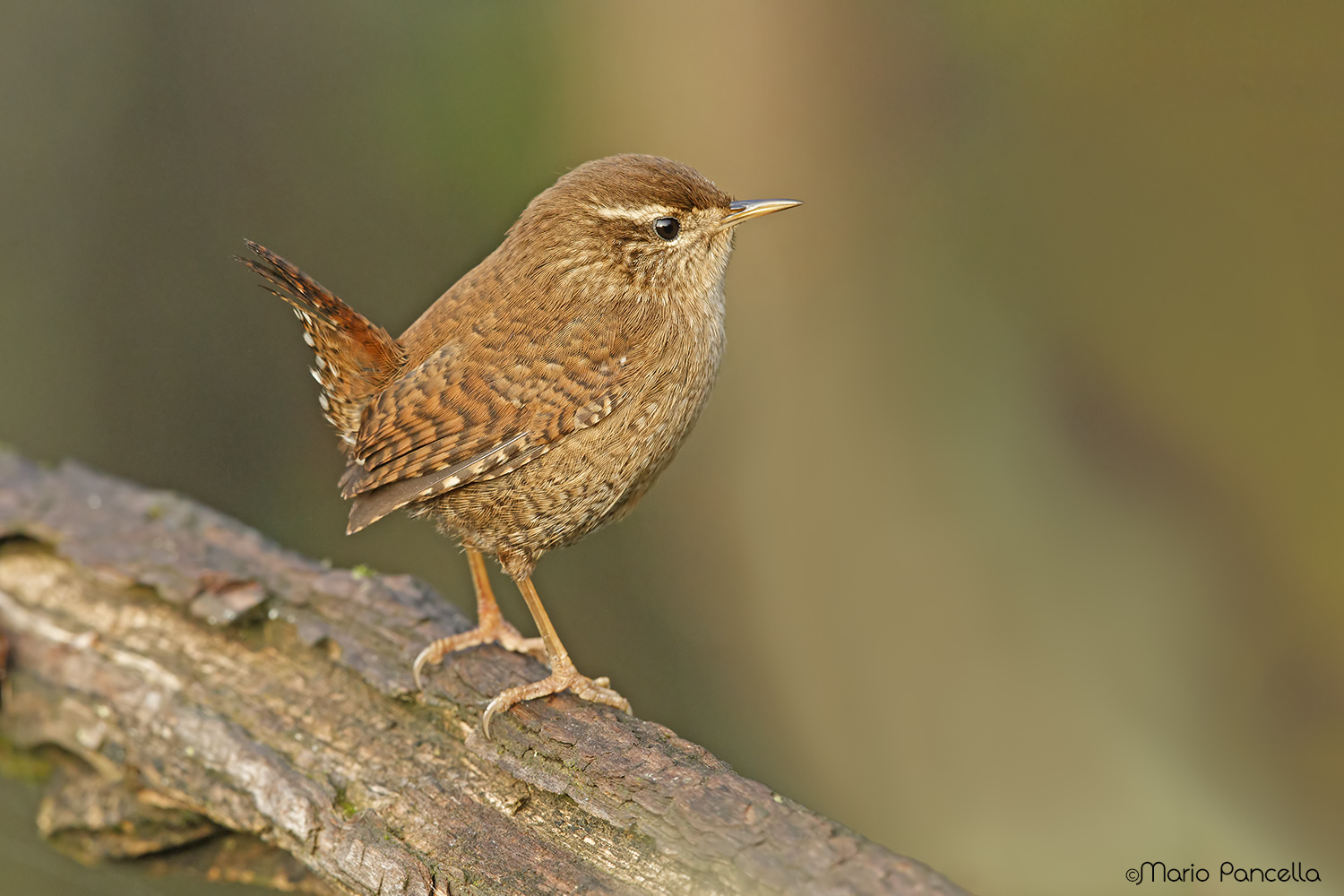 Scricciolo 10 cm di bellezza
