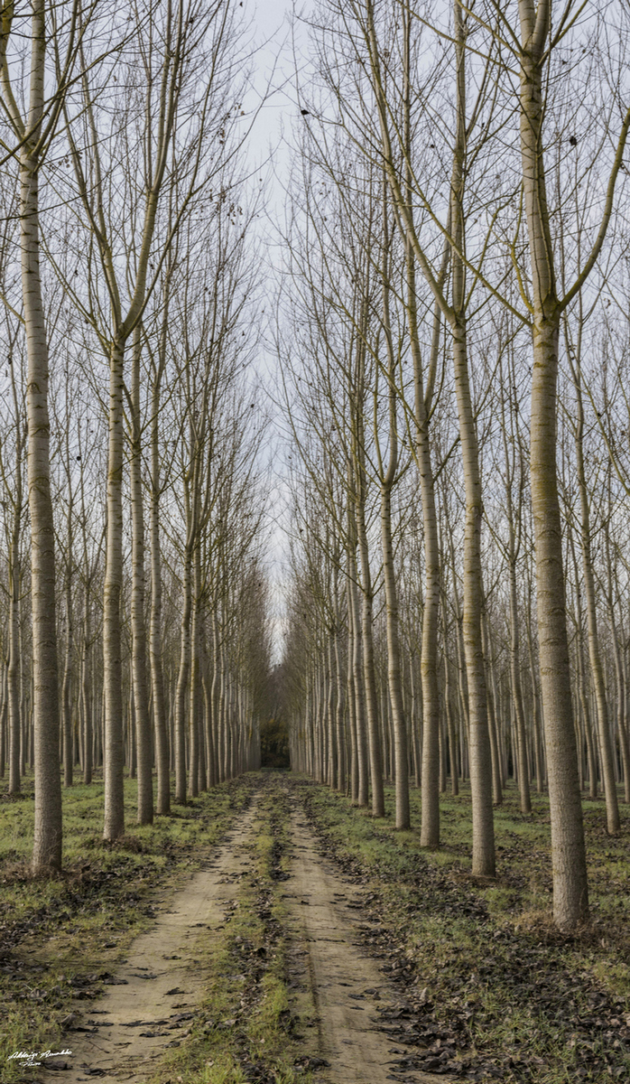 Stradina..nella Pioppeta