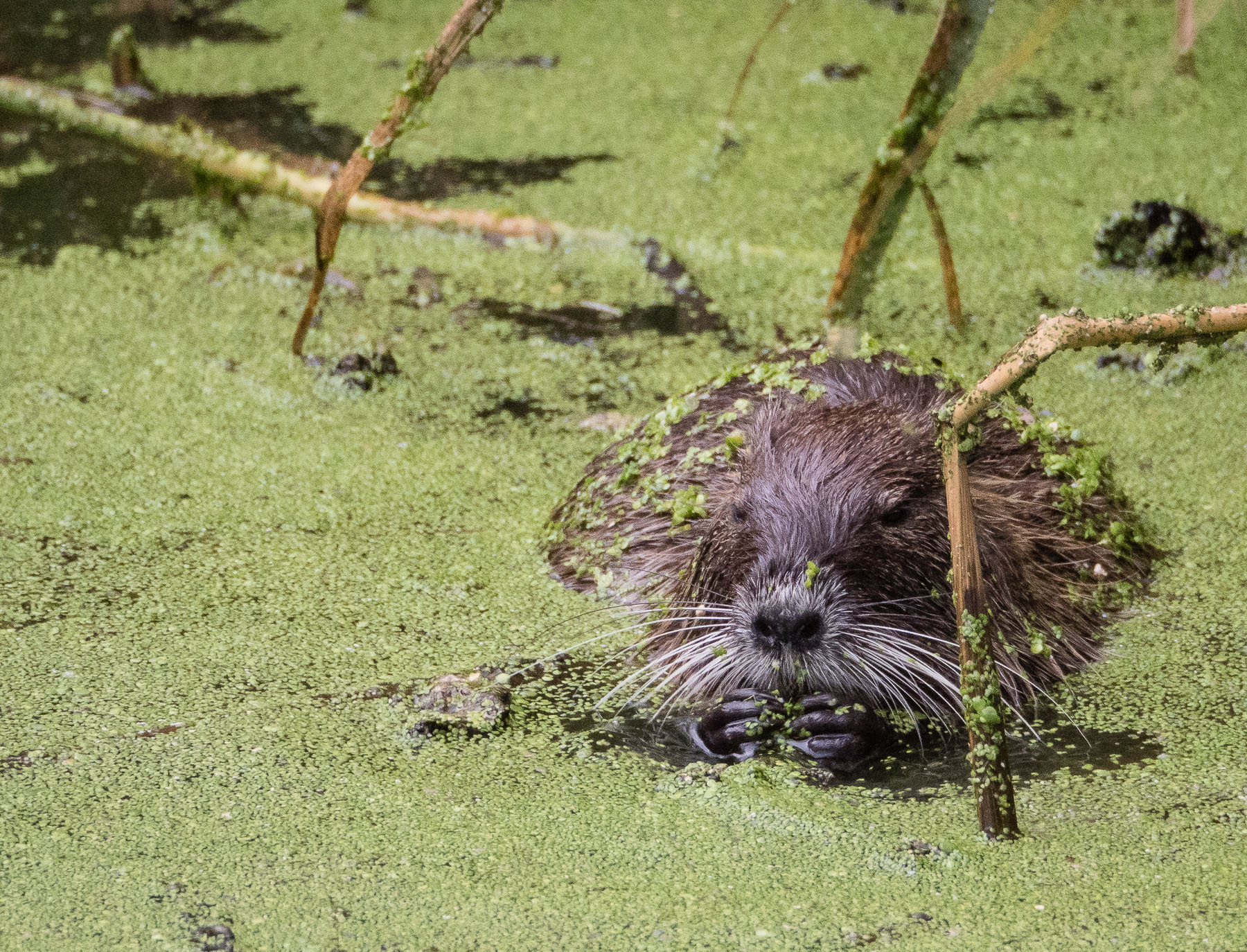nutria