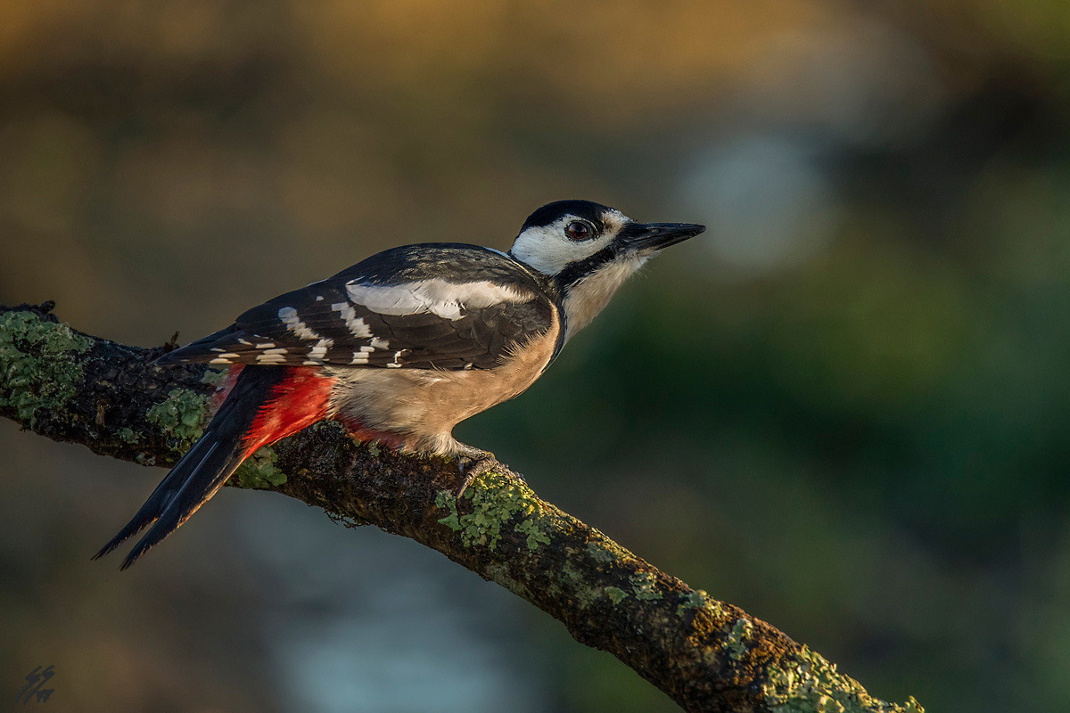 ..picchio rosso femmina..