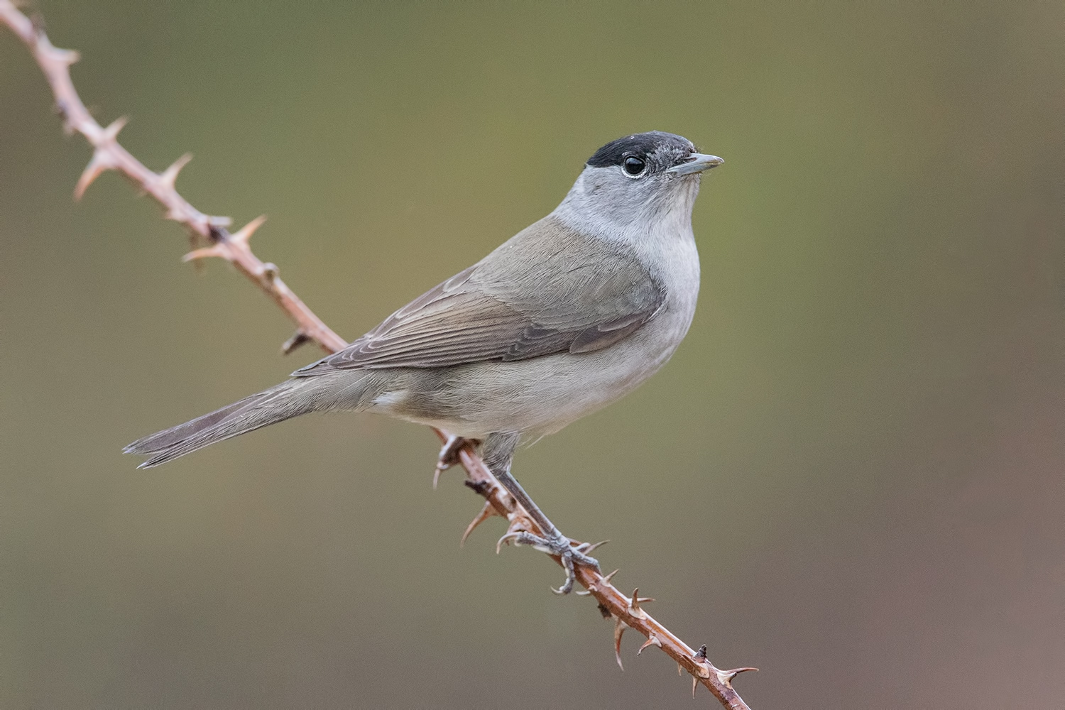 prima della mitragliata.....