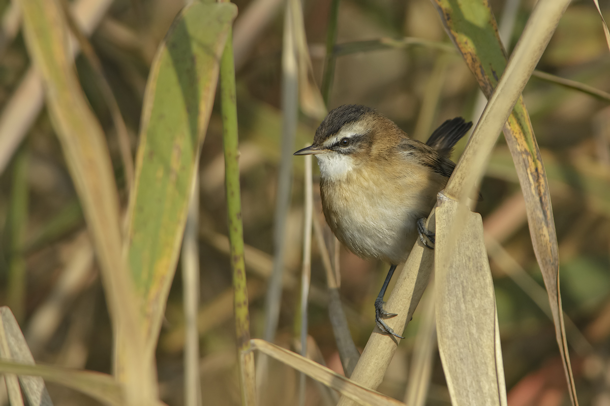 Forapaglie castagnolo (Acrocephalus melanopogon)
