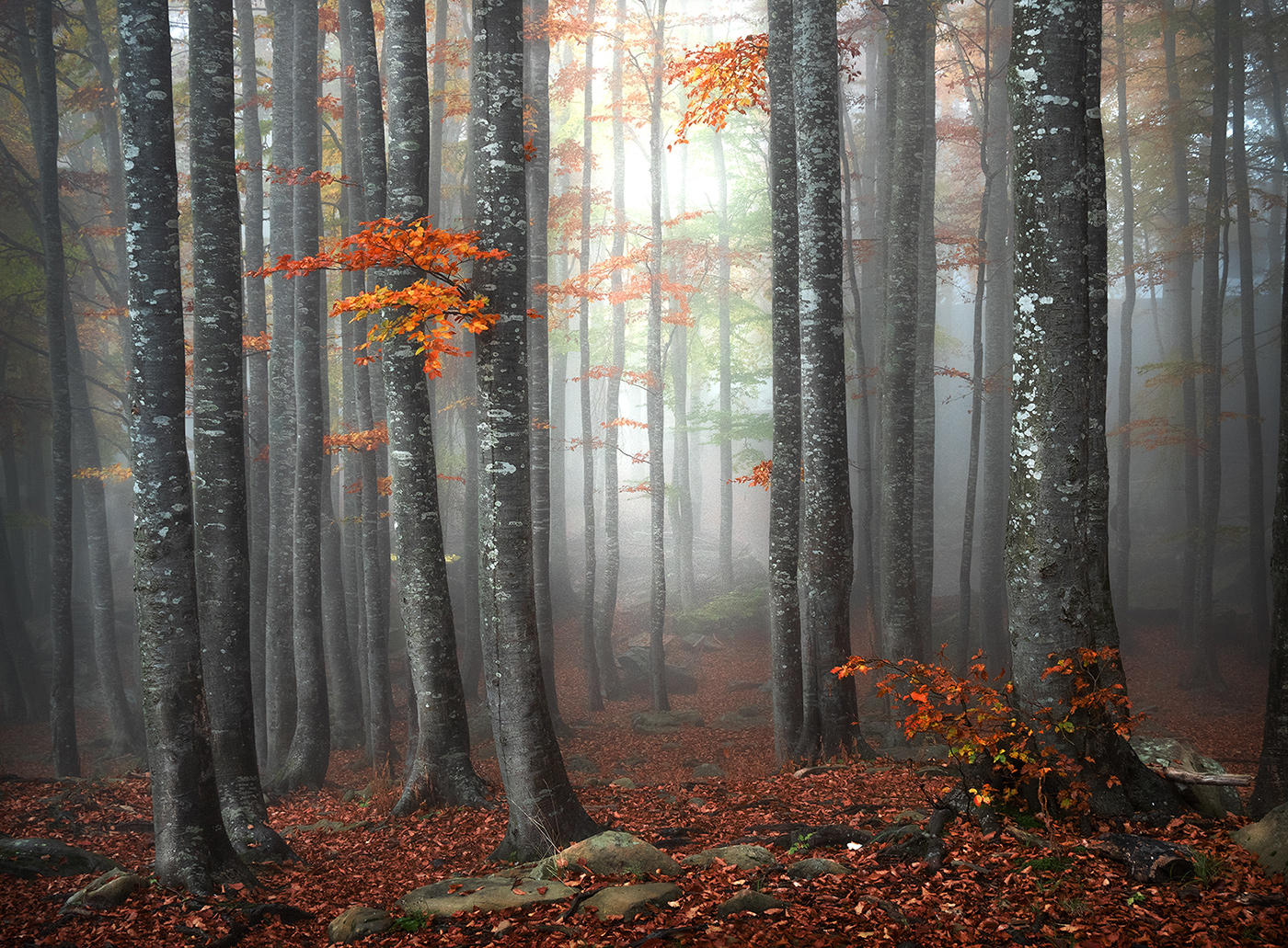 faggeta nella nebbia