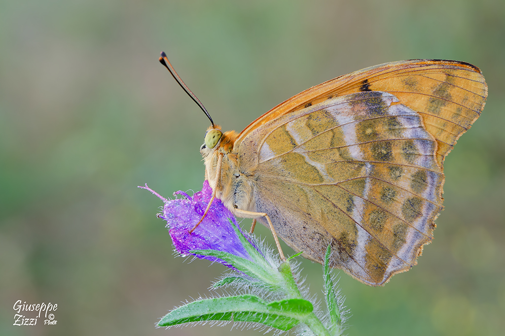 Argynnis paphia