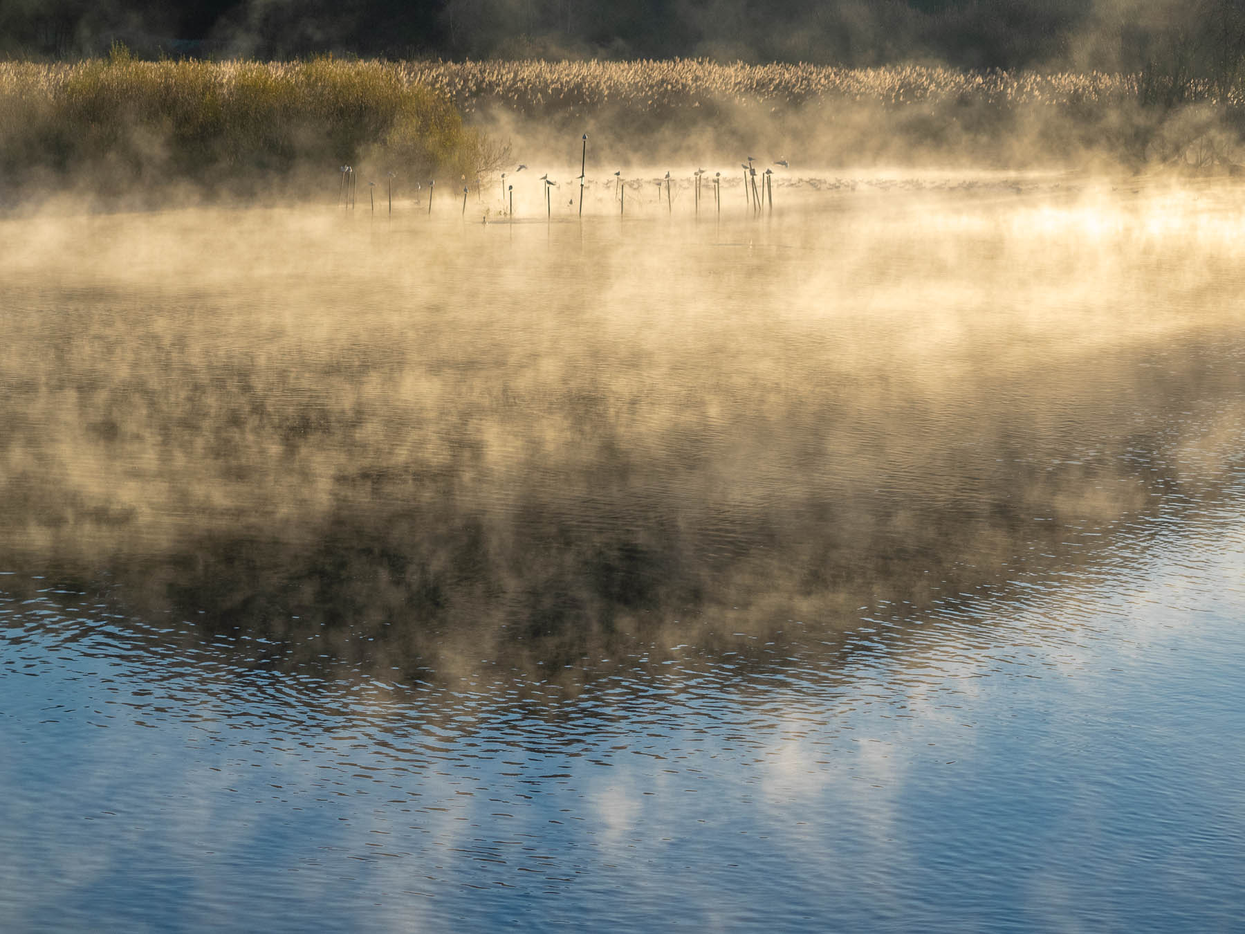 nebbiolina di prima mattina