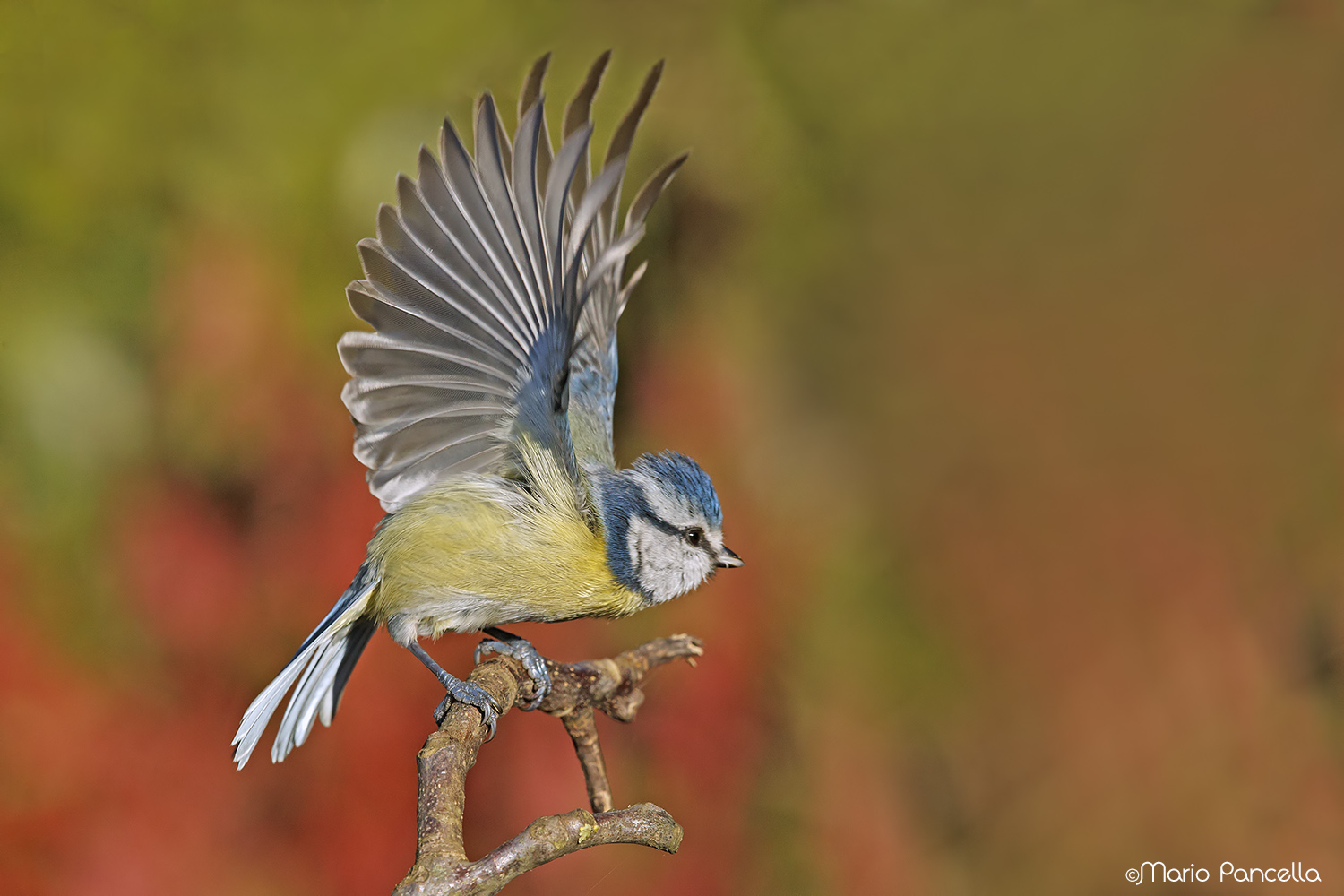 Parto o non parto...!!!!