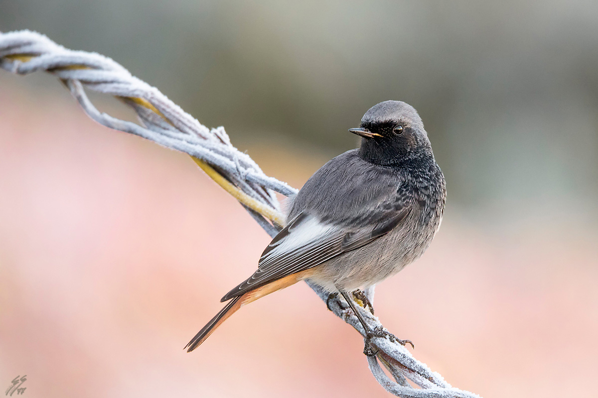 ..codirosso spazzacamino..