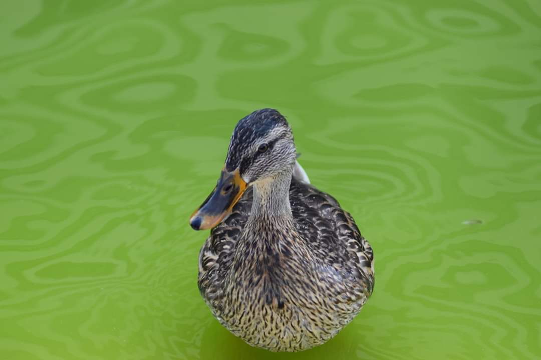 Duck