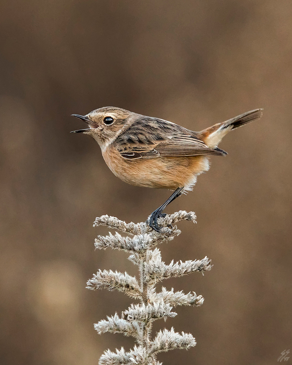 ..saltimpalo femmina..