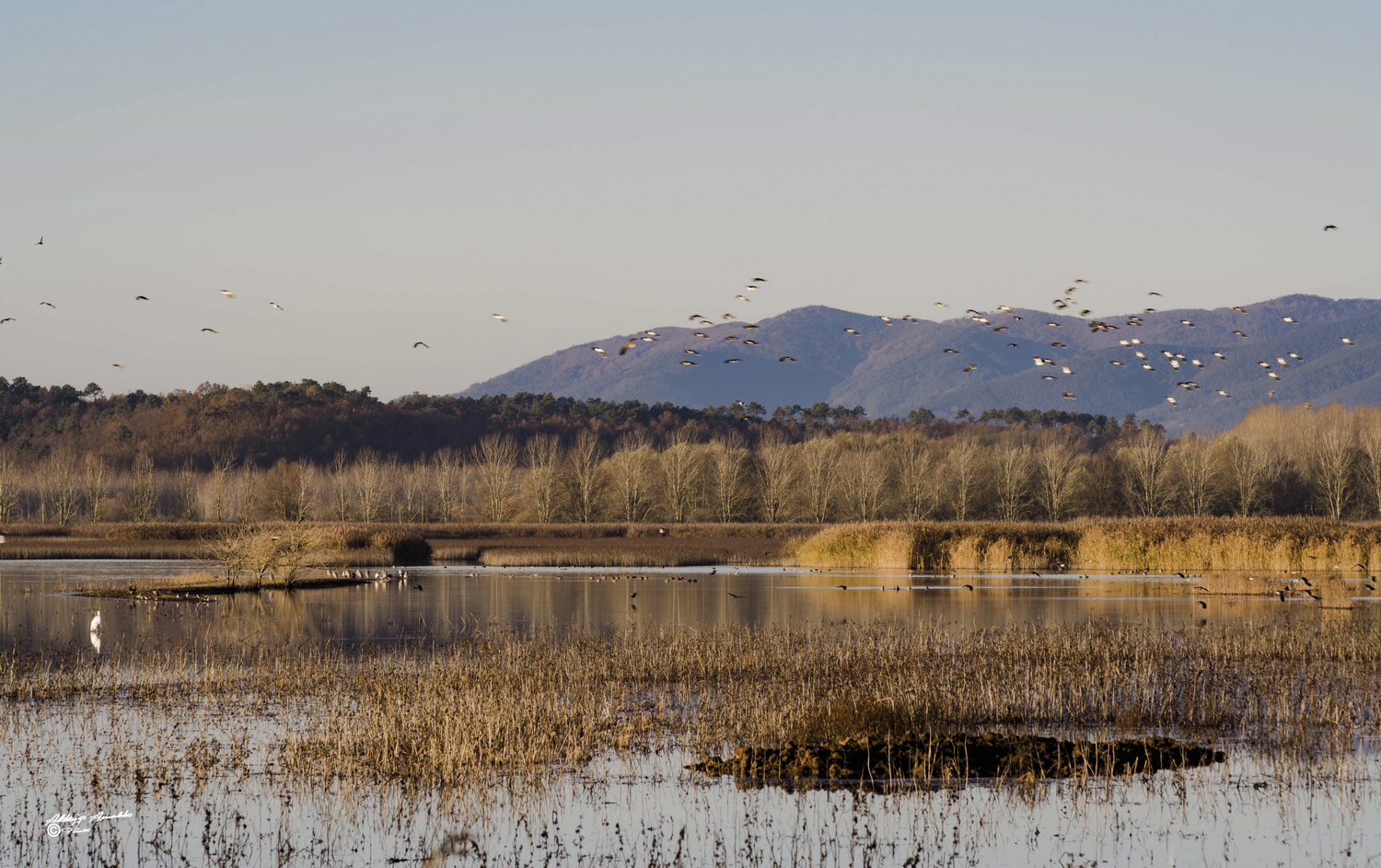 Dentro l'oasi del padule.1