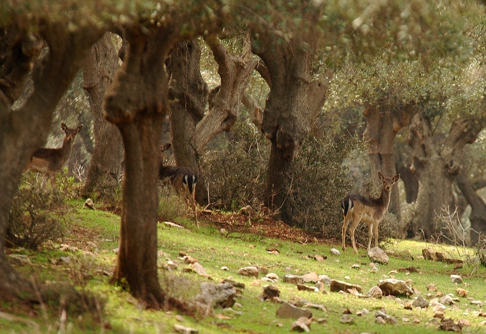 La foresta incantata