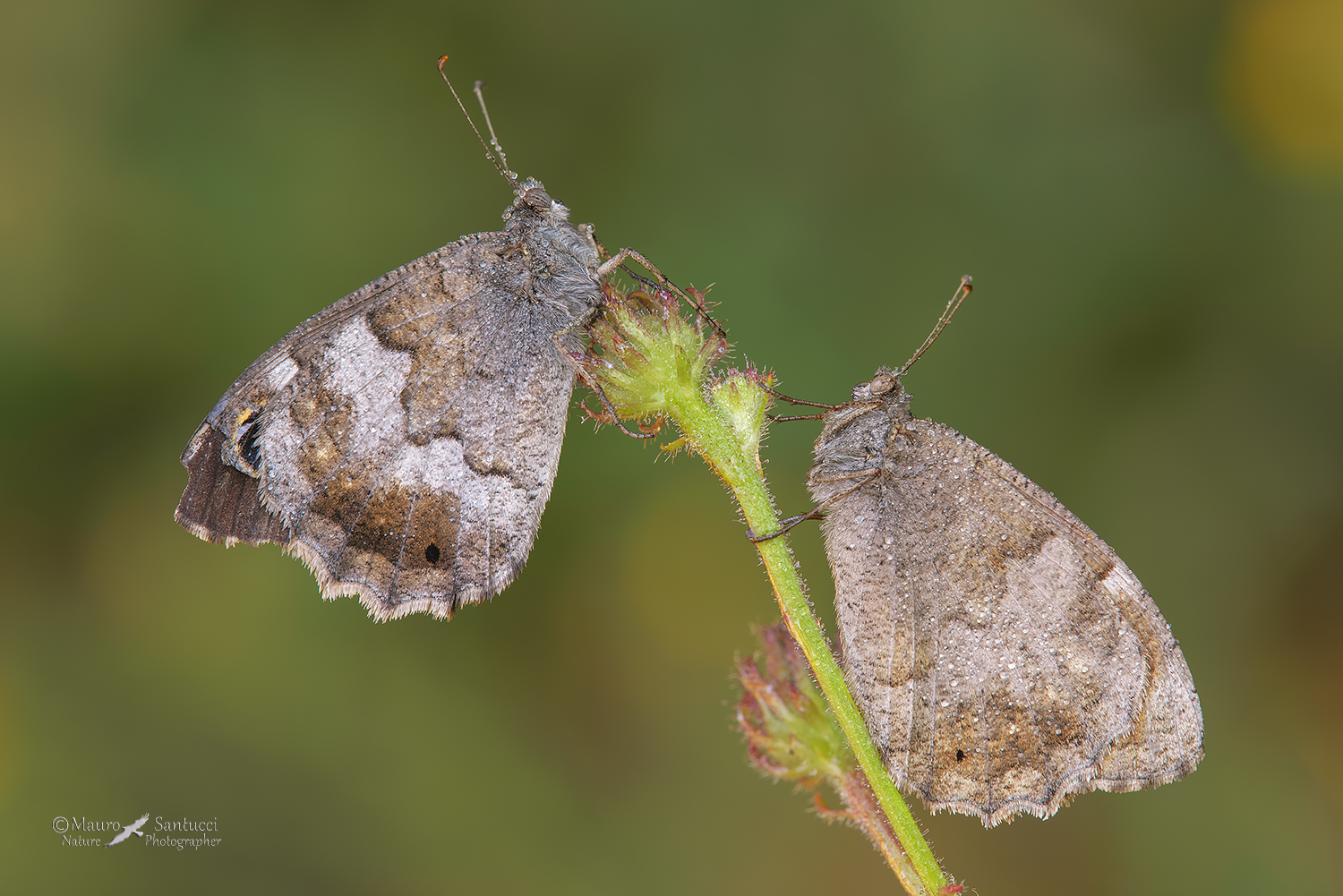 hipparchia-statilinus-x-2_DSC7802