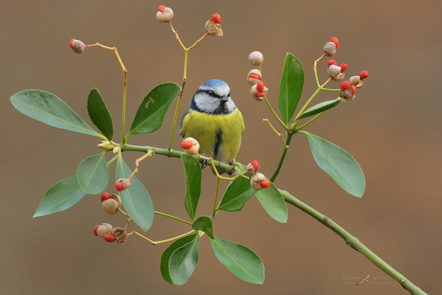Cinciarella and berries