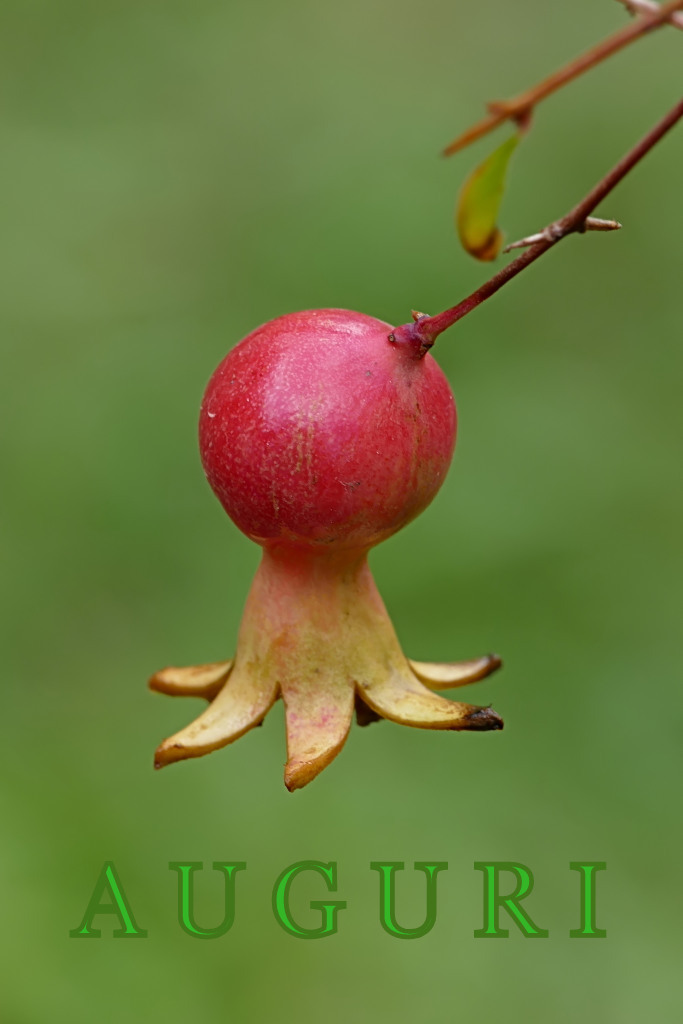 *** Melagrana Augurale ***