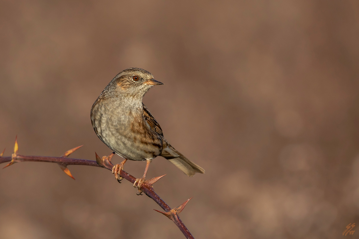 ..passera scopaiola..