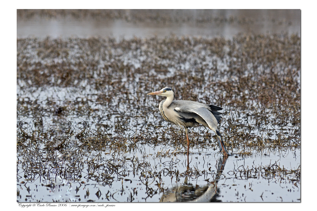 Airone che passeggia