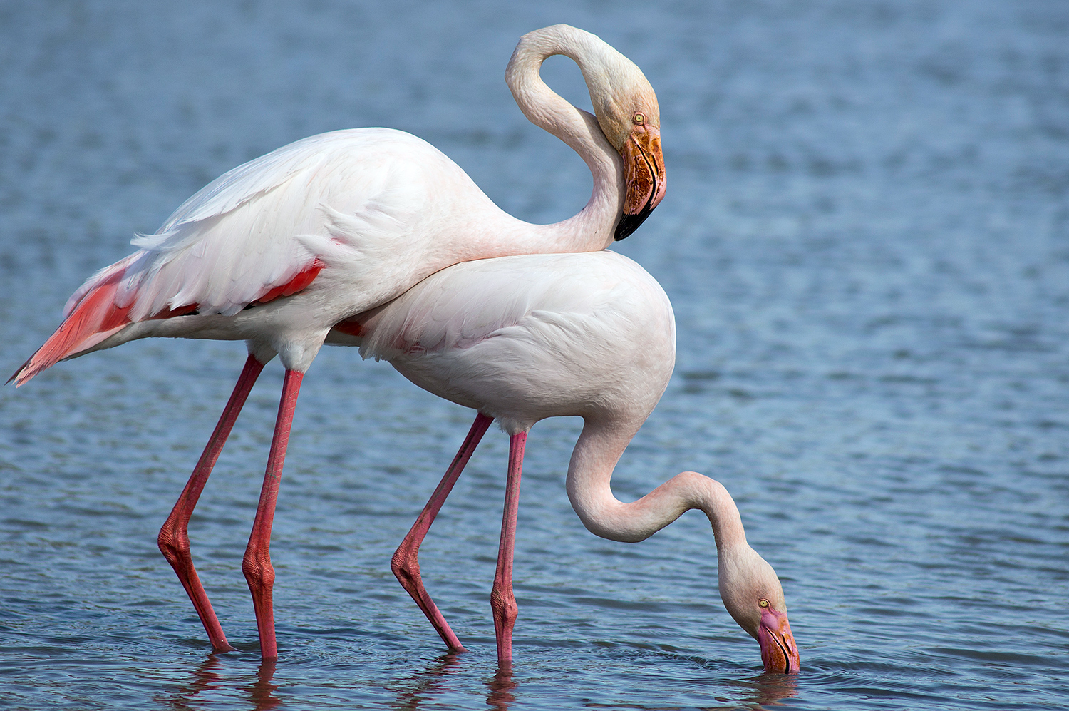 Buon 2019 a tutti..e si ricorda di bere responsabilmente...non si sa mai