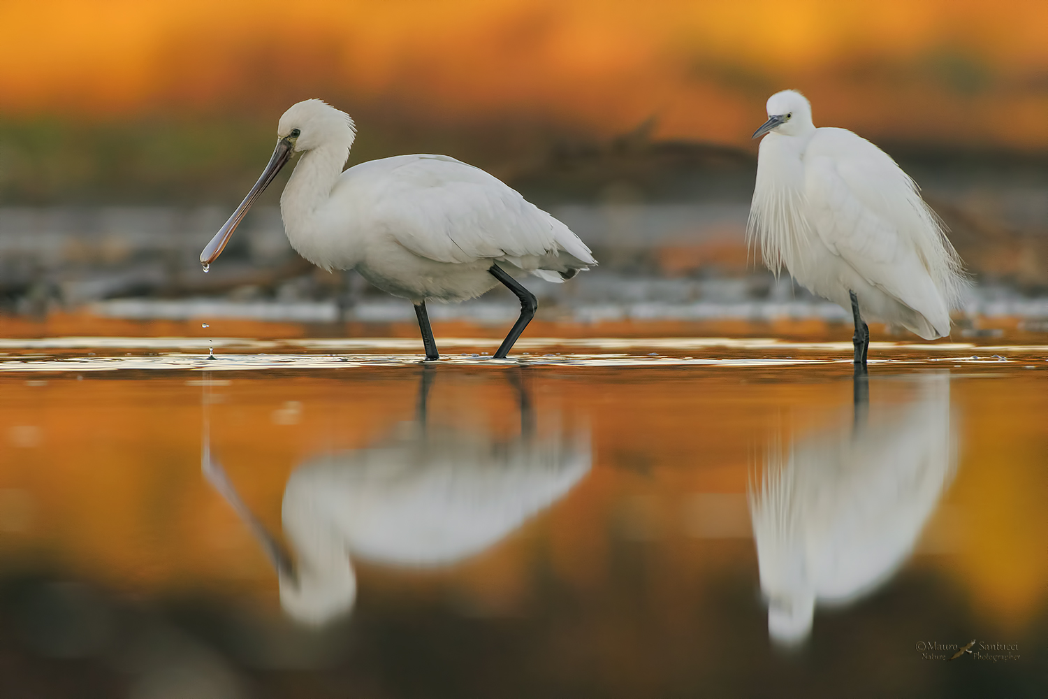 Dame-bianche_DSC3171