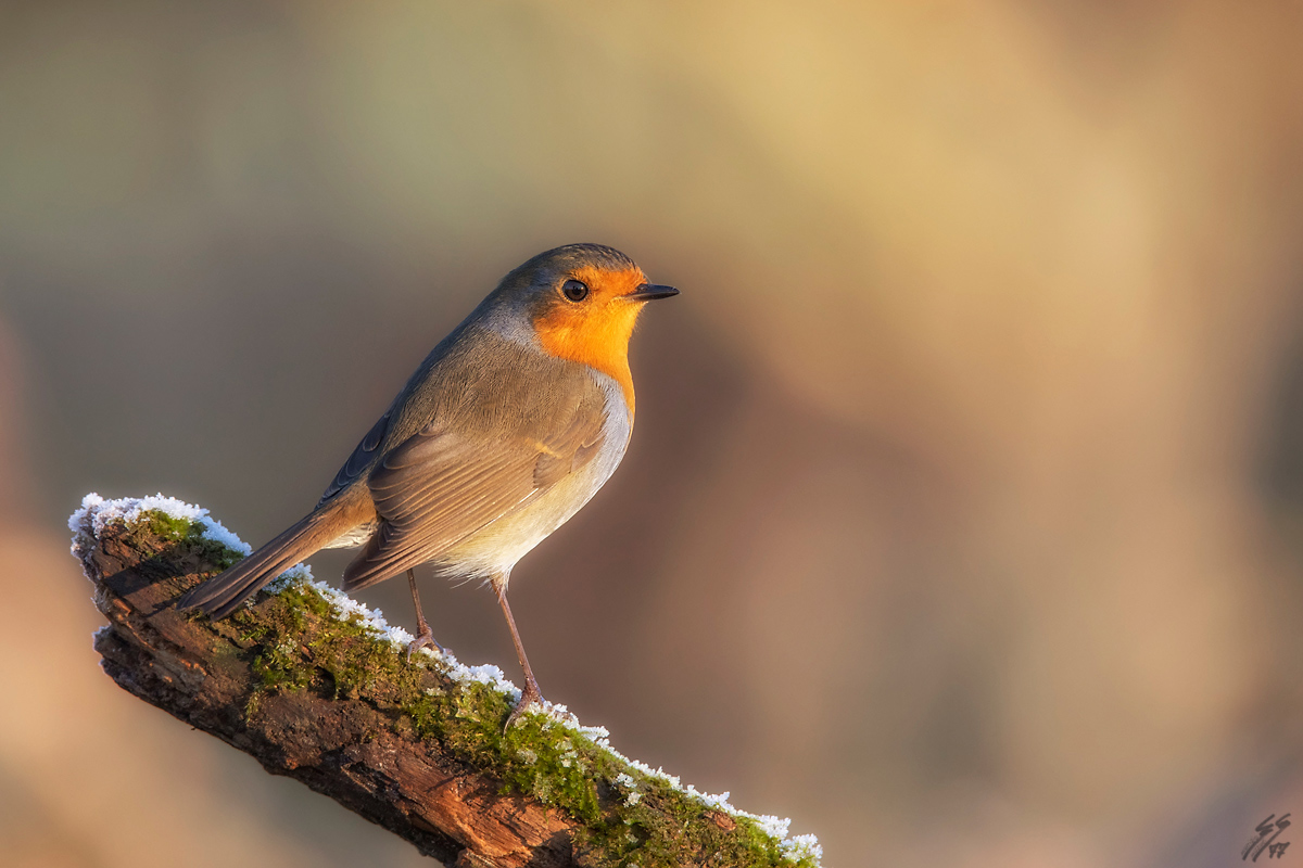 ..pettirosso all'alba..