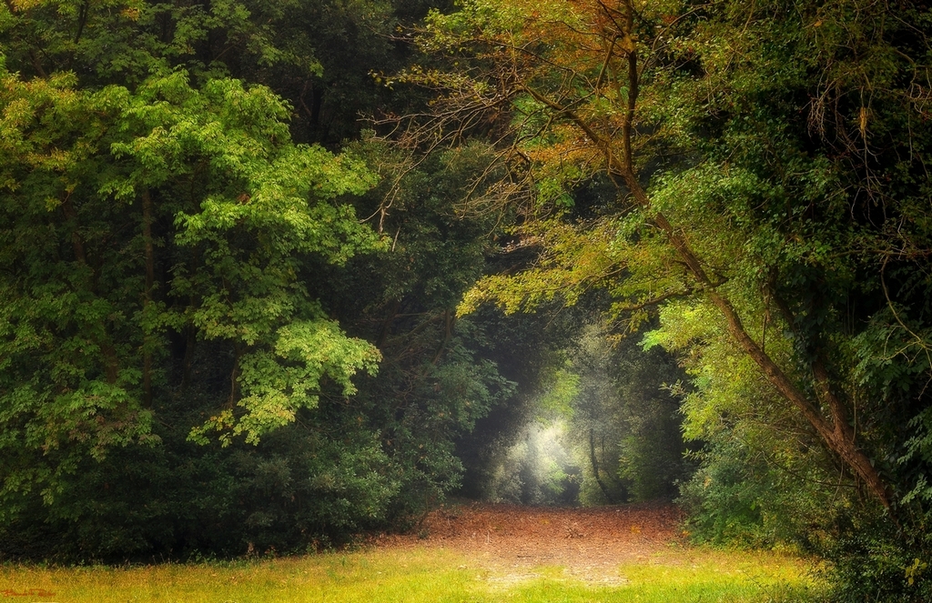 il respiro del bosco.....