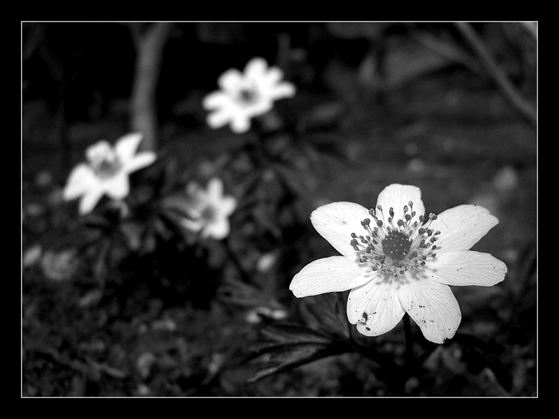 l'arrivo della primavera nella sua semplicit�