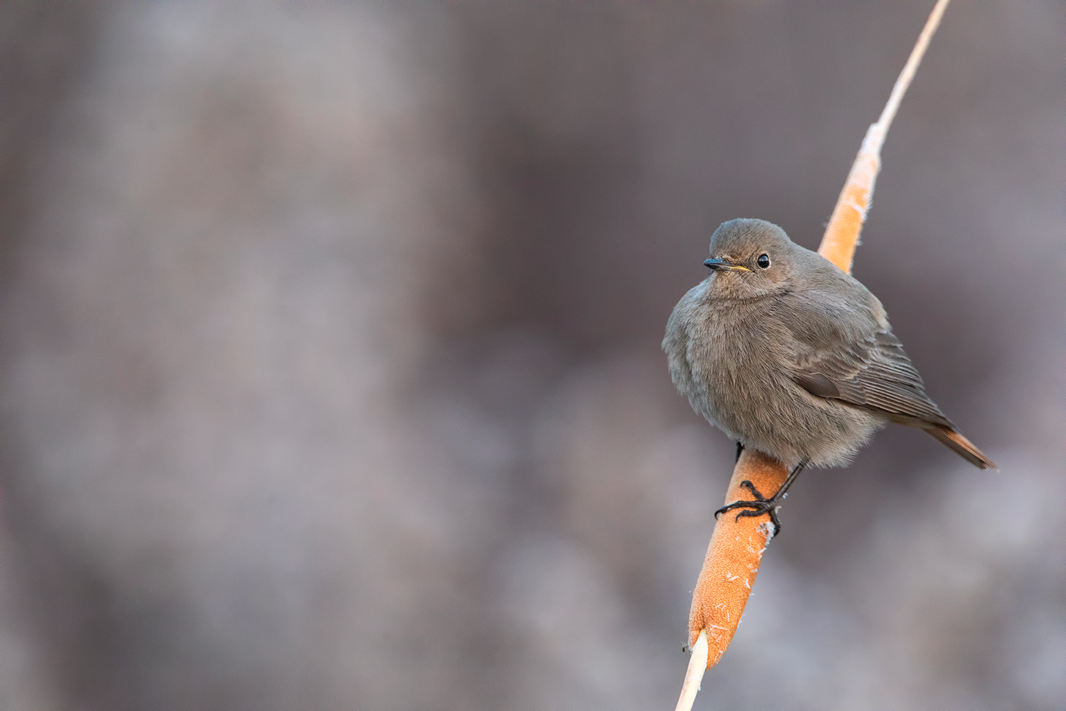 codirosso spazzacamino (f)